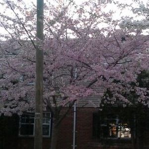 Meet your Posher, Dina